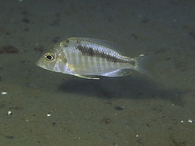 Taeniolethrinops sp. 'furcicauda liuli' Liuli